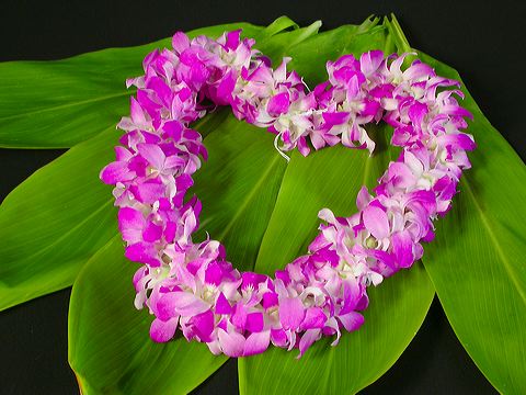 Lei Images