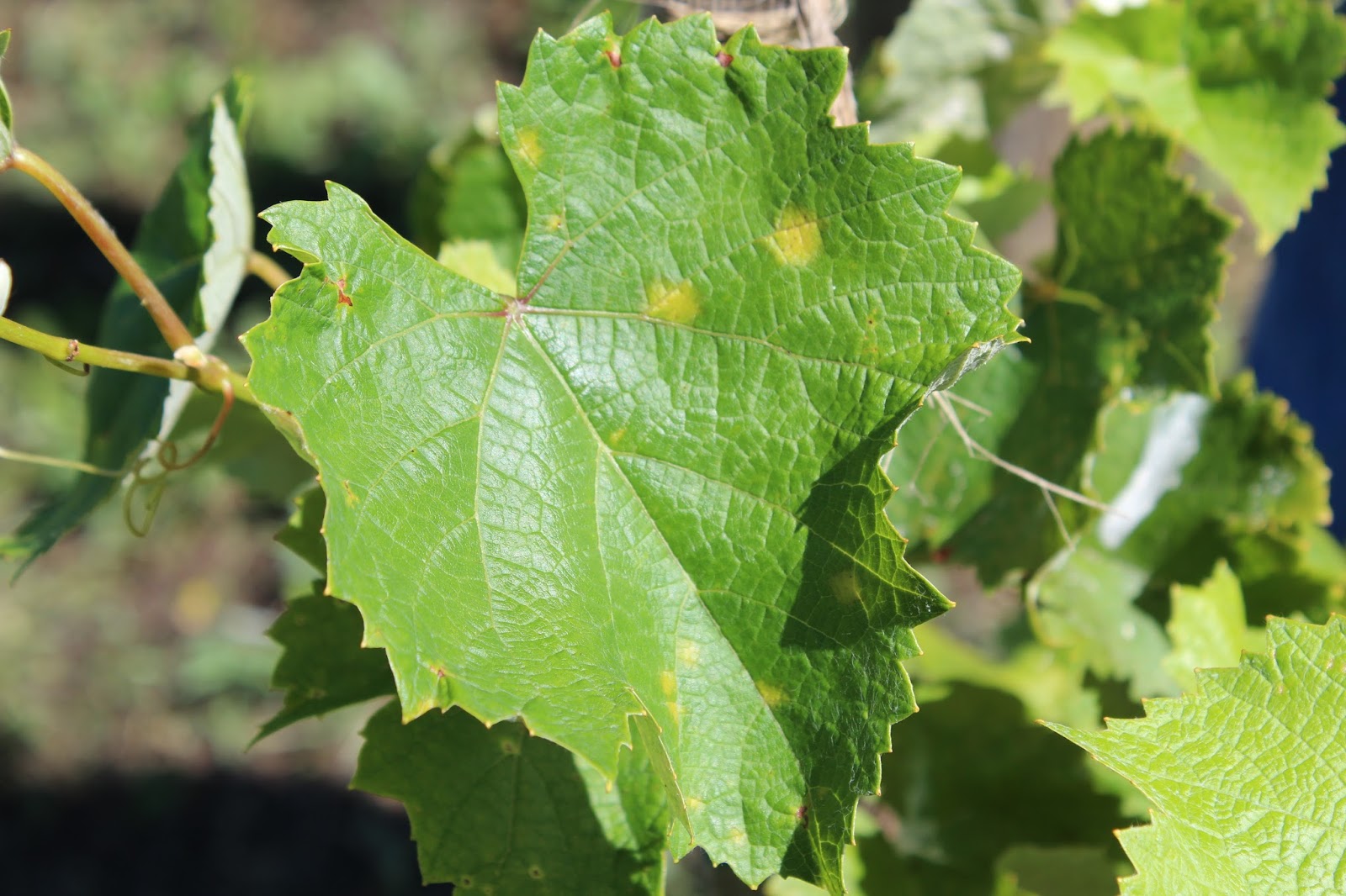 UK Diseases of Fruit Crops & Ornamentals Downy Mildew in Grape