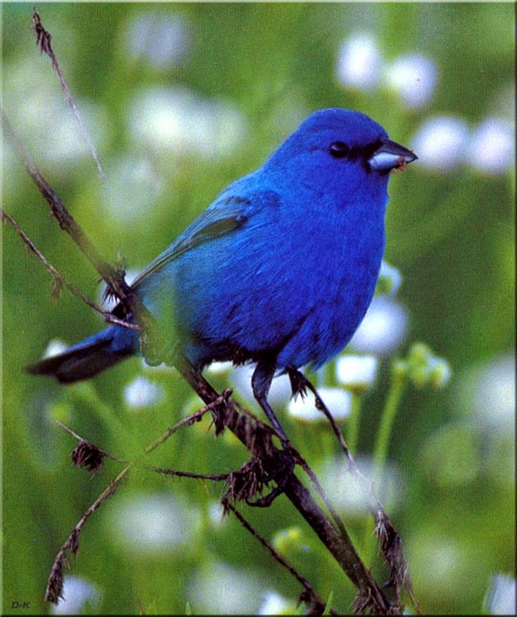 Indigo Bunting Bird | Birds of North America] Indigo Bunting (Male
