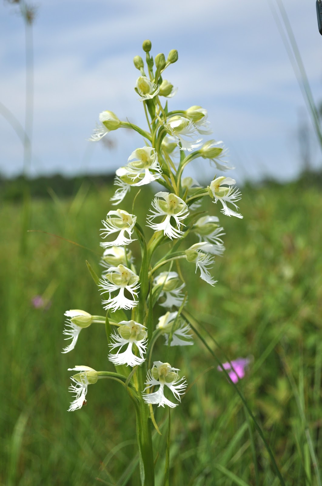 Garden Beauty Queen Of The Prairie Flipendula Rubra
