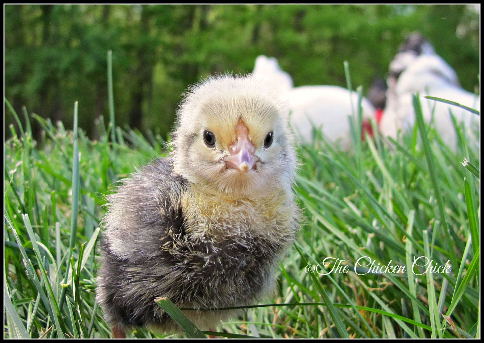 Chicken Embryo Development, views from the Inside AND Out. *Graphic