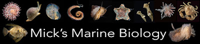 Mick's marine biology
