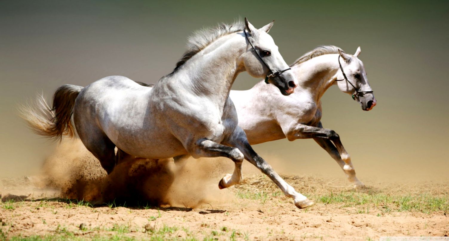 horse wallpaper hd