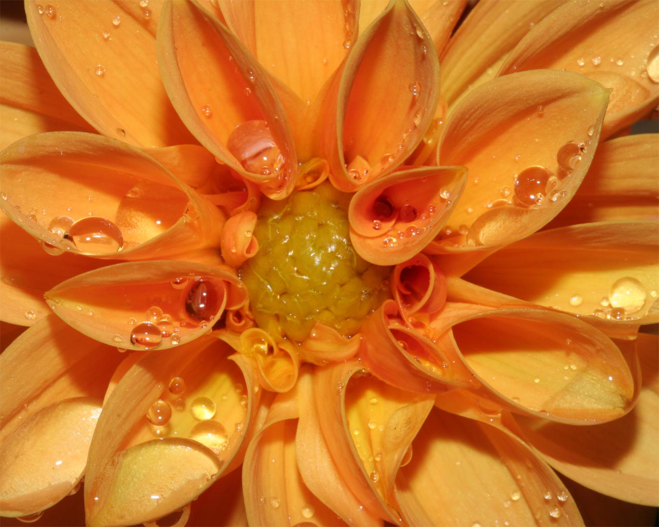 The right way to Clean Silk Flowers, Crops and Bushes Desktop HD