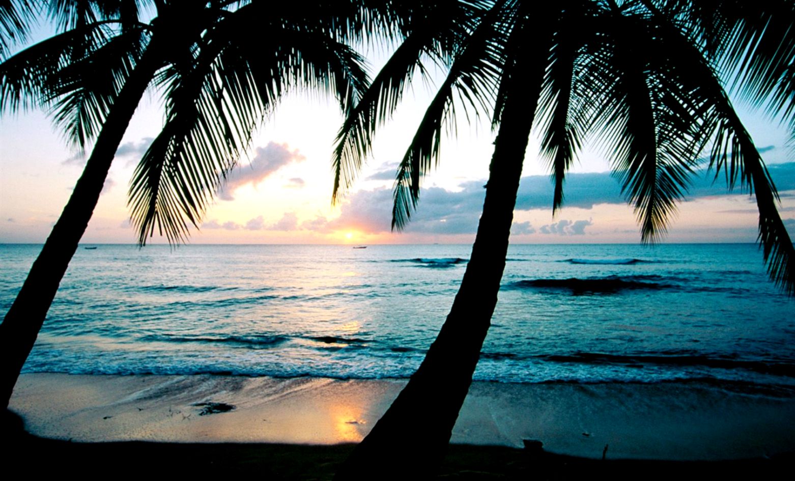 New Palm Tree Wall View 865777 Wallpapers RiseWLP New Palm Tree Wall View 865777 Wallpapers RiseWLP