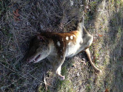 canberra isabella drive quoll found