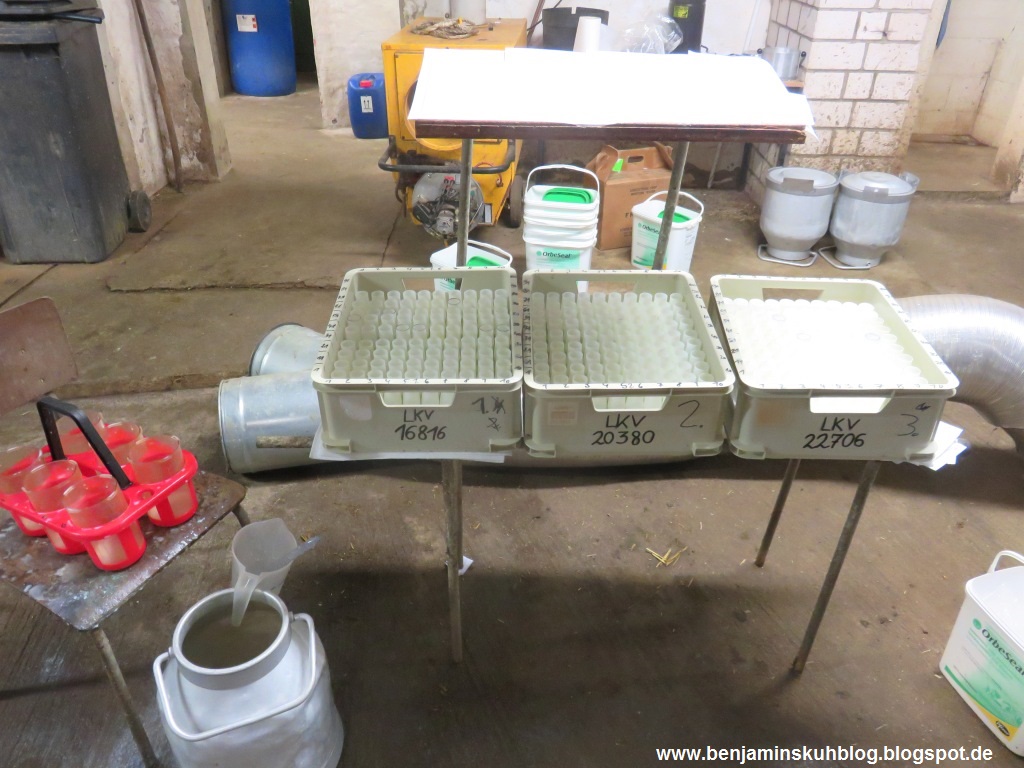 Benjamins Kuhblog 2015