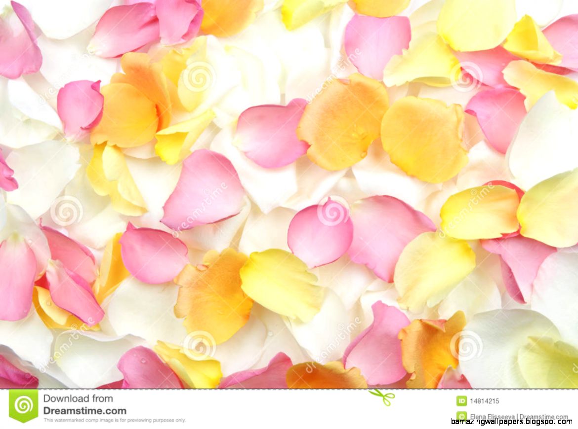 Rose Petals Background Royalty Free Stock Photo   Image 14814215 Rose Petals Background Royalty Free Stock Photo   Image 14814215