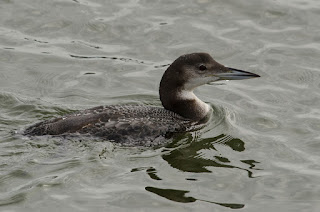 Colimbo grande, Gavia immer, Great Northern Diver