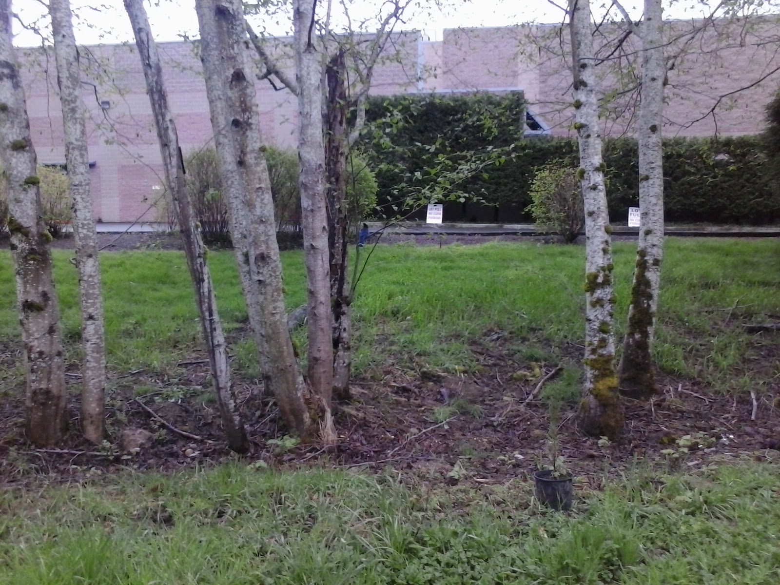 Kent S Bike Blog 30daysofscootering Issaquah Farmers Market