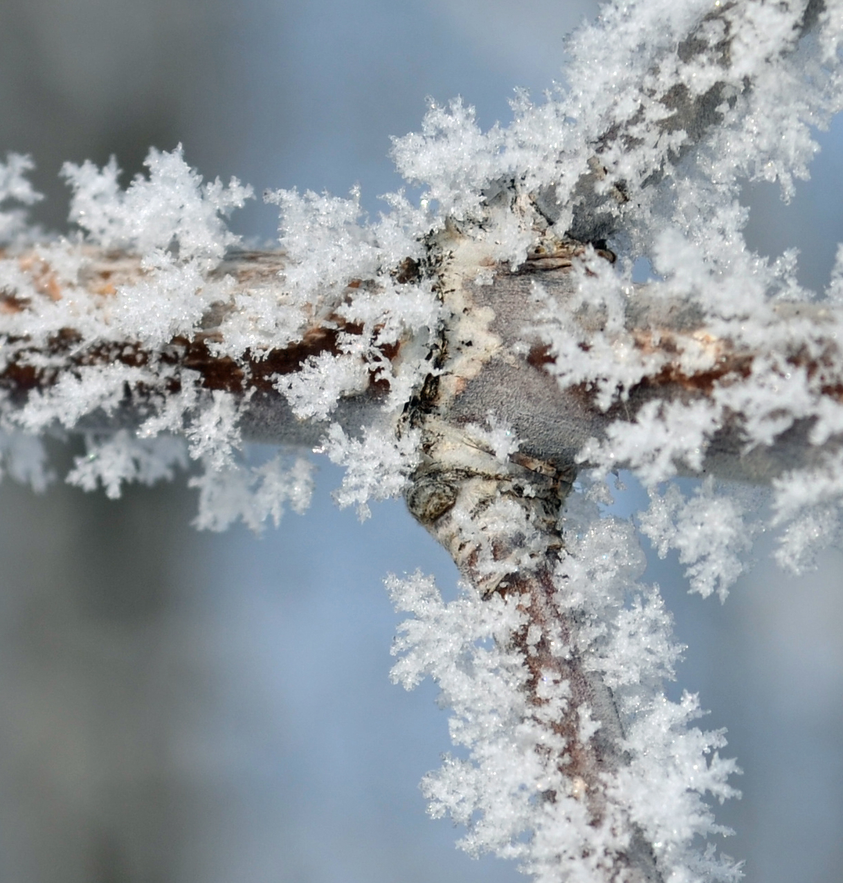 Hoar Frost Close-Ups | Shooting From The Hip