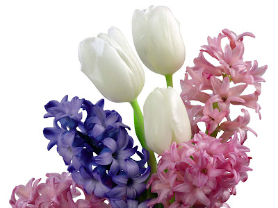 hình ảnh đẹp hoa dạ hương lan