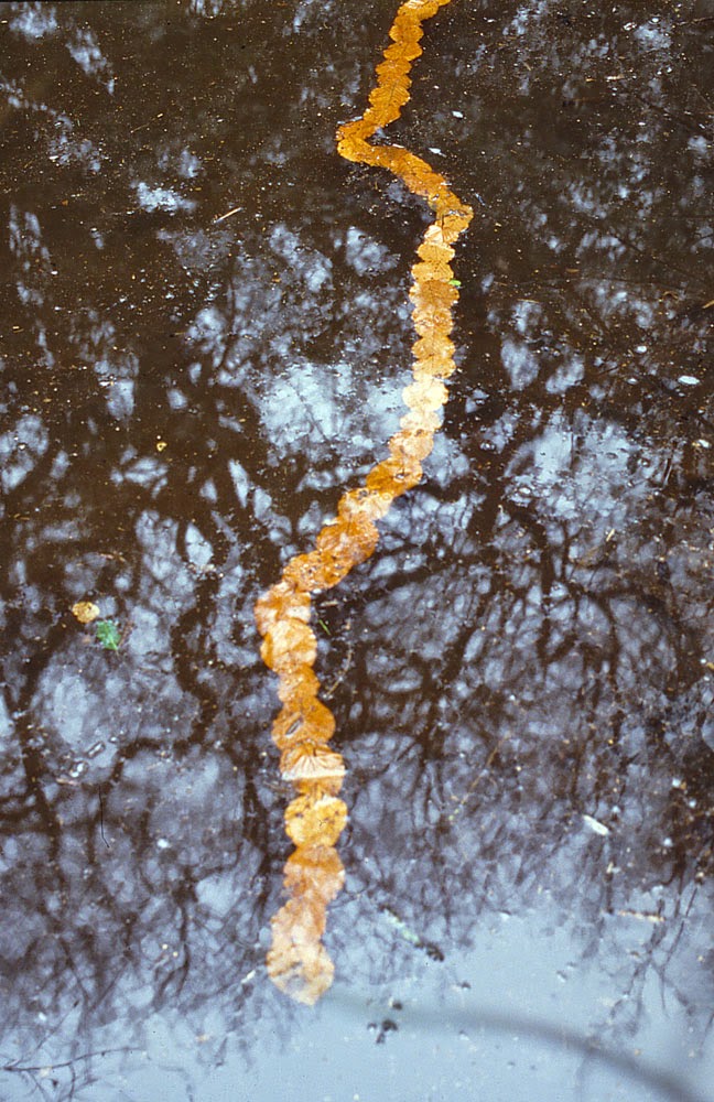 C O 2 * [art + sustainability]: Andy Goldsworthy: the true work is the  change