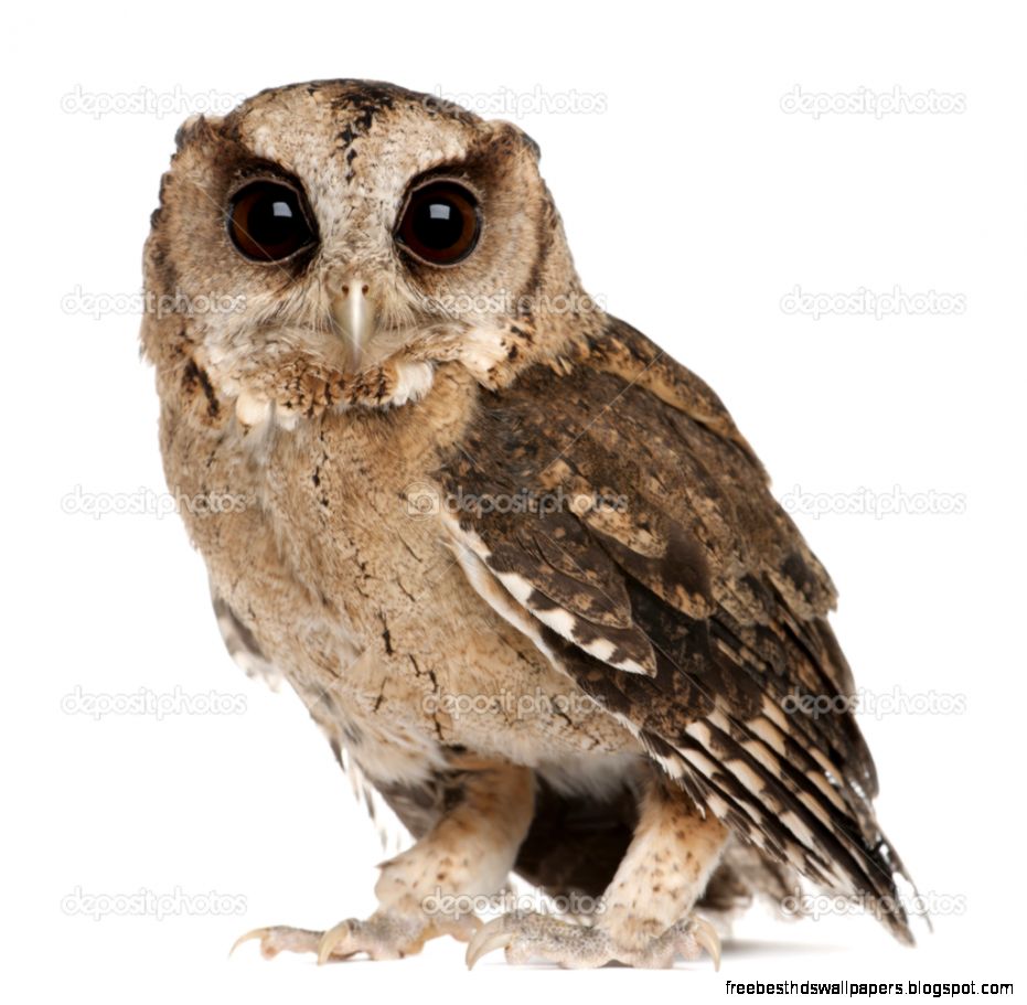 Young Indian Scops Owl Otus bakkamoena in front of white background Young Indian Scops Owl Otus bakkamoena in front of white background