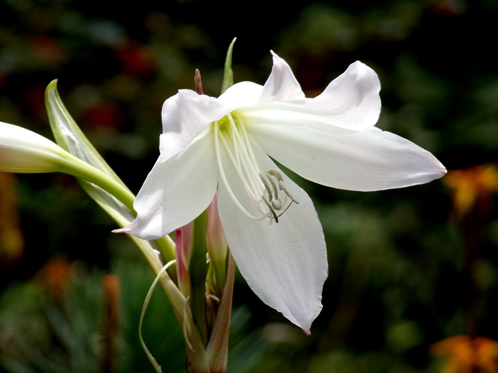 Macro Flowers Saturday White Lilies
