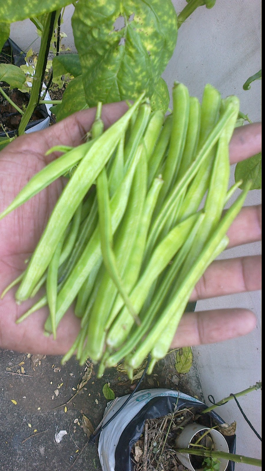 Organic micro farm and vegetable terrace garden Guar Organic micro farm and vegetable terrace garden Guar