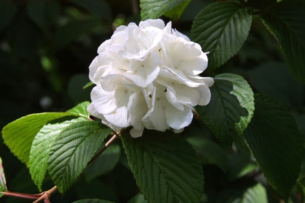 Japanse Sneeuwbal Op Stam Mariesii