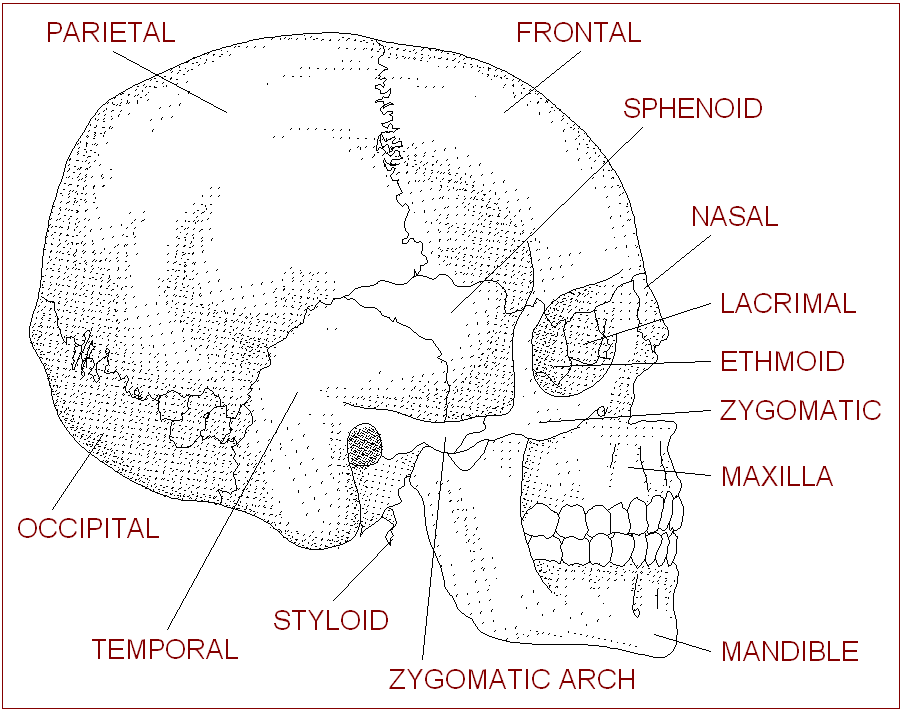 human skull pictures