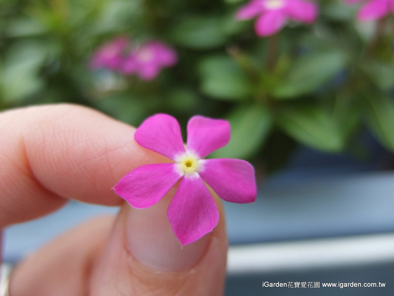 七月開什麼花 14年7月頂樓花園實錄 園藝部落格 Igarden 花寶愛花園園藝文摘plus
