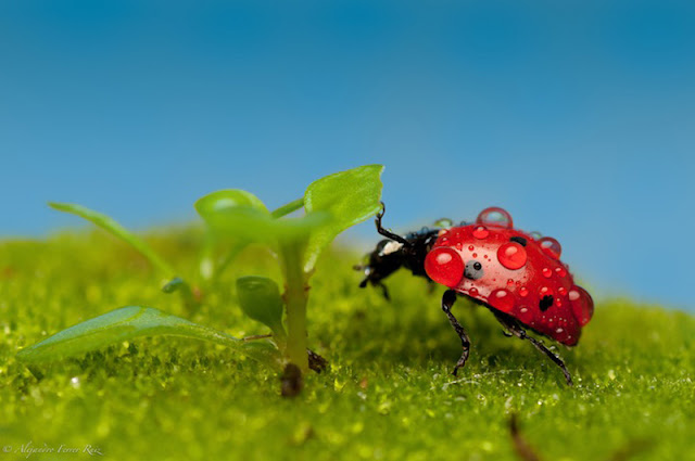 Ladybug