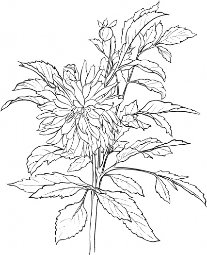 of dahlia for you coloring. Doing coloring with dahlia flower  title=