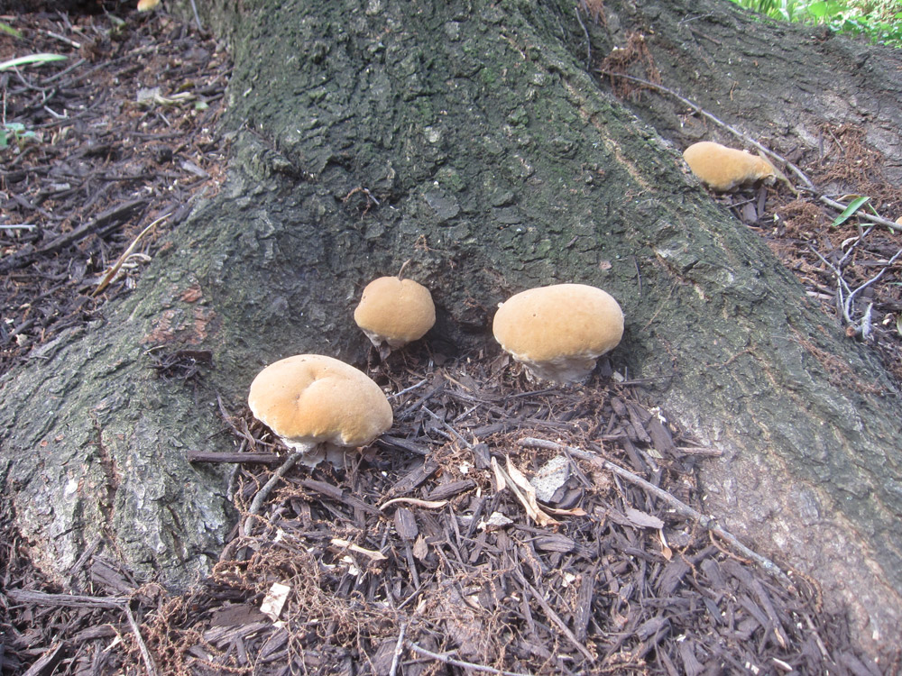 Ode Street Tribune mushrooms return to Rosslyn tree