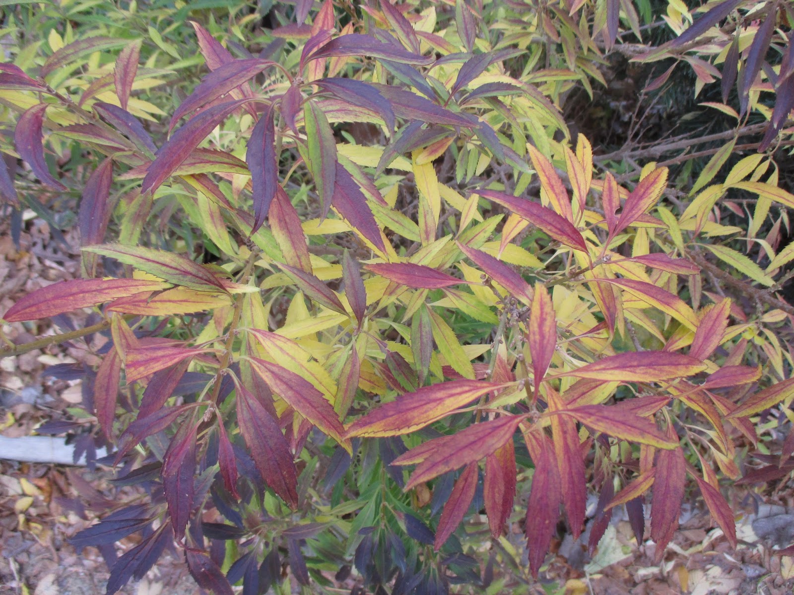 Backyard Pond Oak Leaf Hydrangea Fall Colors