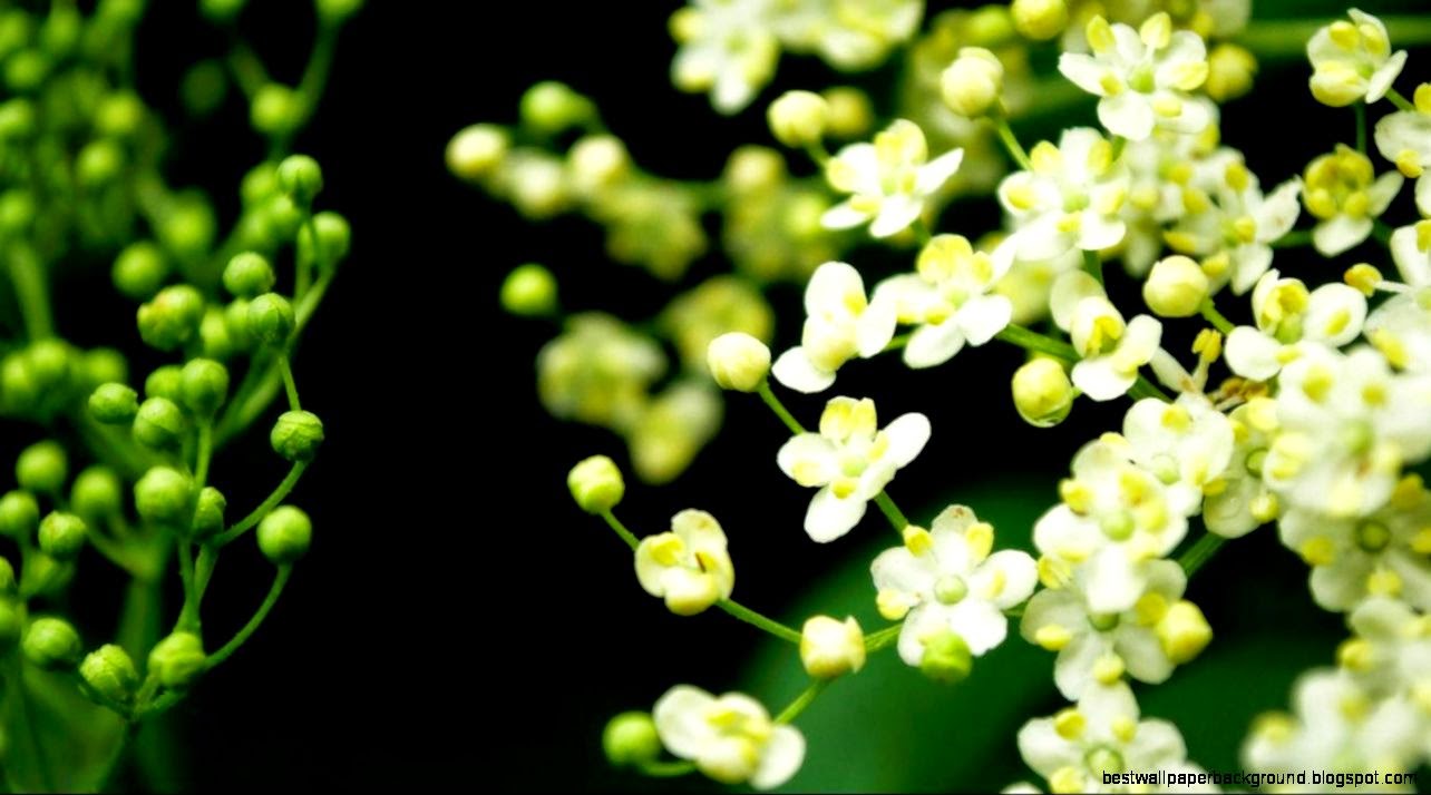 Wallpapers For gt Spring Desktop Wallpaper Widescreen Wallpapers For gt Spring Desktop Wallpaper Widescreen