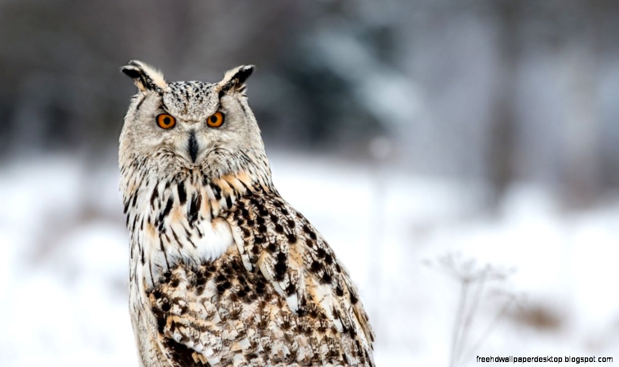 White Winter Owl White Winter Owl
