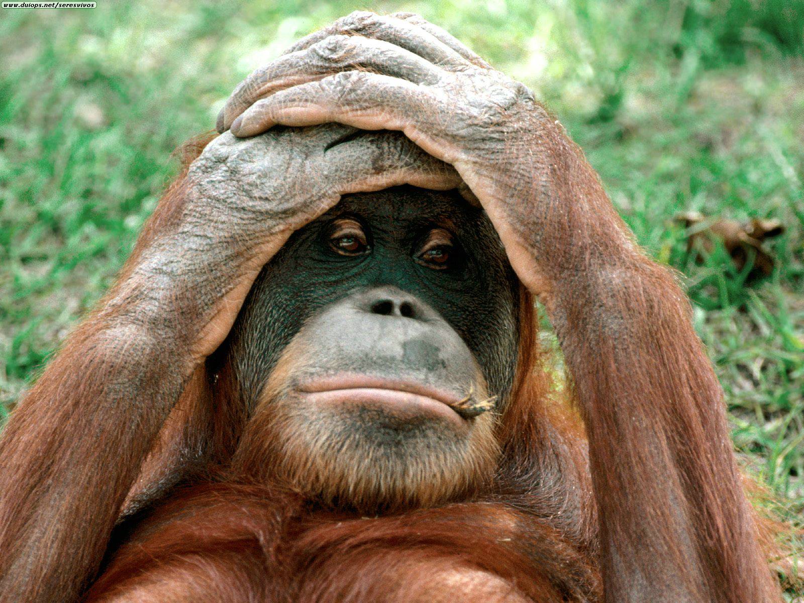 gambar lucu orang utan nah kalo yang ini gambar nya begitu lucu