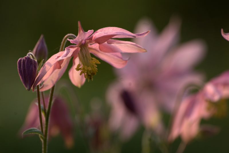 une ancolie selectionnée dans mon jardin Acolie+etoile+rose