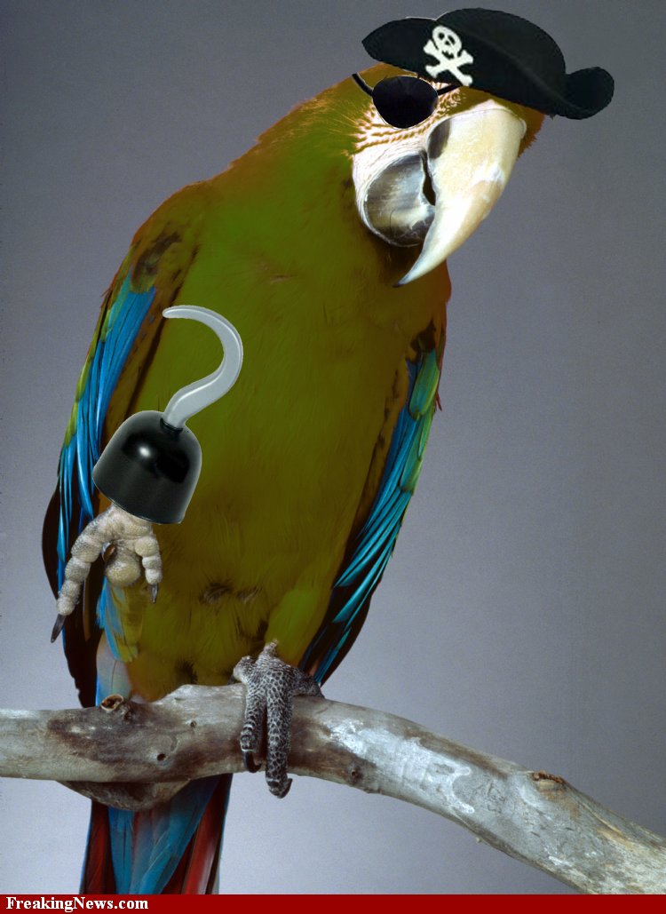 Pirate-Parrot+freakingnews.com.jpeg