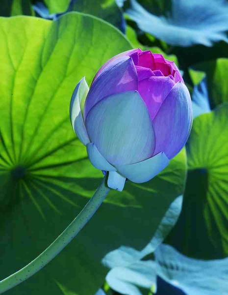 Lotus