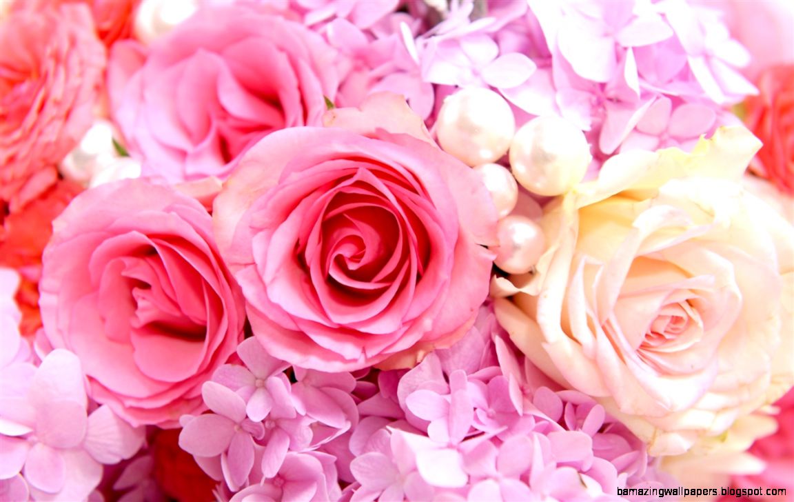 Pink Rose Background Wallpaper Pink Rose Background Wallpaper