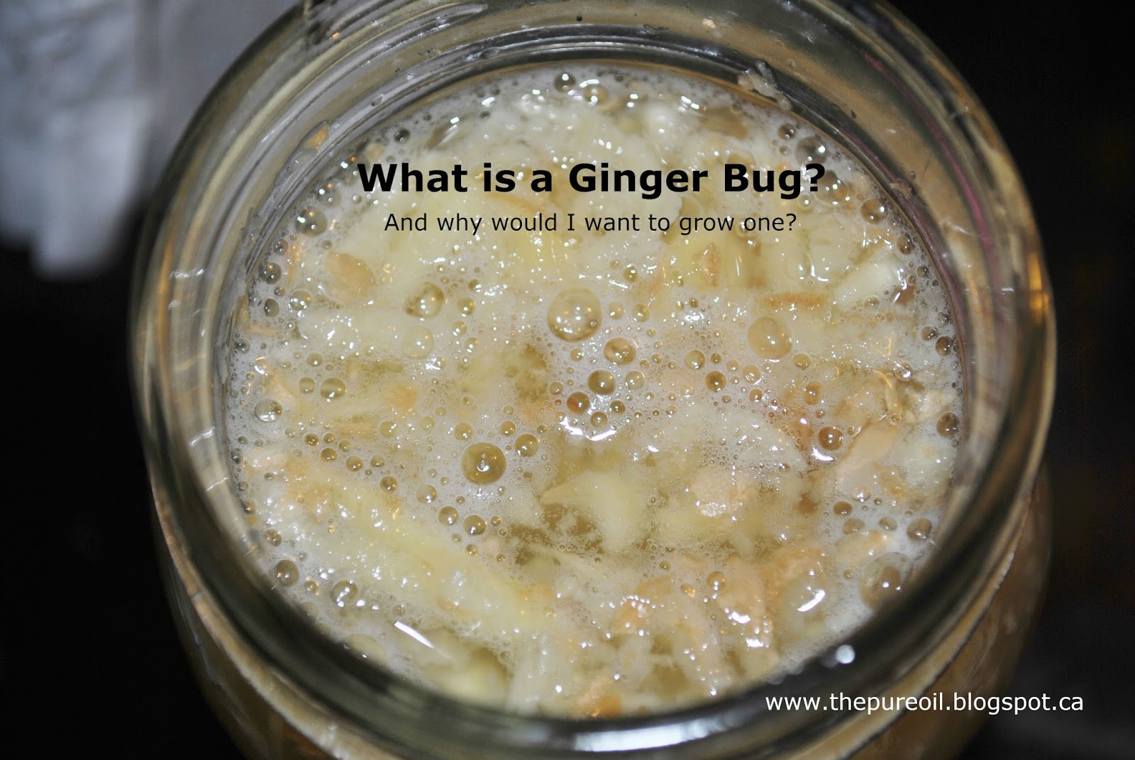 ThePureOil What on Earth is a Ginger Bug?