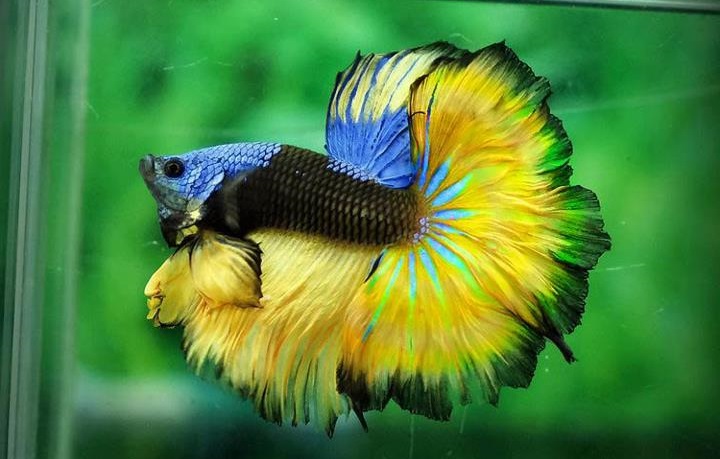 Daftar Harga Ikan Hias Tahun 2016 - Cara Budidaya Ikan