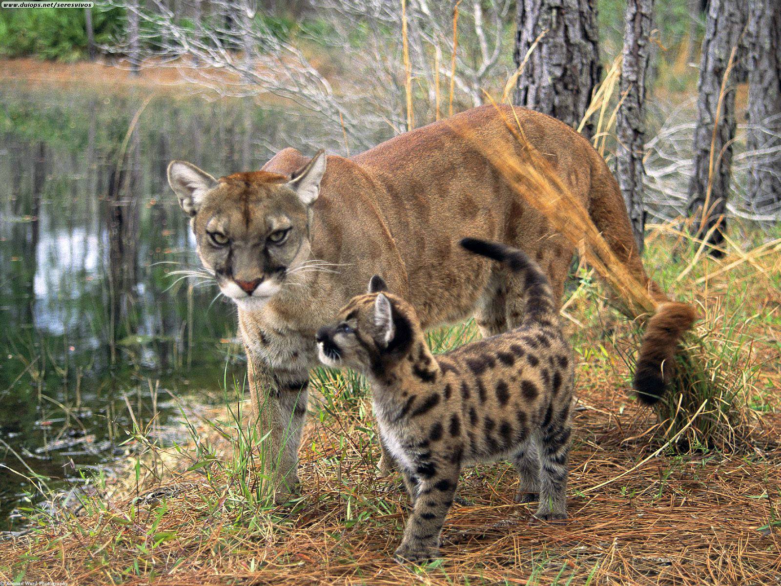 Florida Panthers Cubs