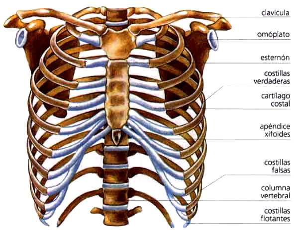 ILUSTRACION DEL TORAX O CAJA TORACICA DEL CUERPO HUMANO Ilustración de la Caja Torácica del cuerpo humano indicando partes