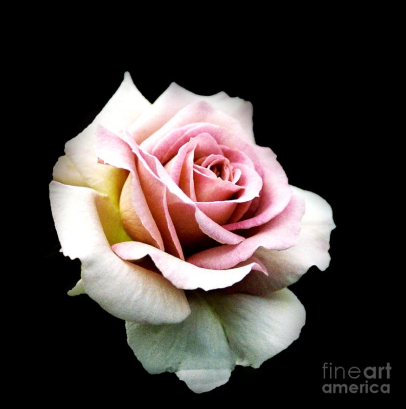 Vintage Pink Rose Photograph by Karen Lewis Vintage Pink Rose Photograph by Karen Lewis