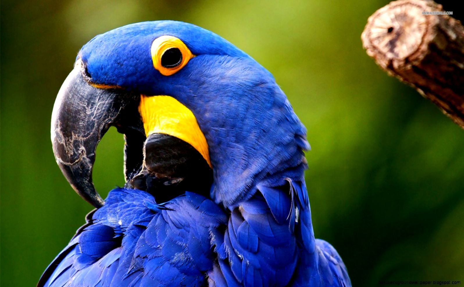 Hyacinth macaw Hyacinth macaw