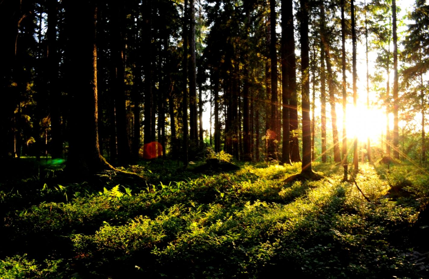 Sunset forest by Andrey Buchnev Photo 977892 500px Sunset forest by Andrey Buchnev Photo 977892 500px