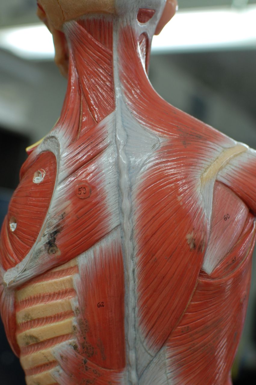 Human Anatomy Lab: Muscles of the Torso