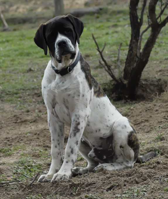 Pedigree Dogs Exposed - The Blog: Pied pipers and the blot on the ... Pedigree Dogs Exposed - The Blog: Pied pipers and the blot on the ...