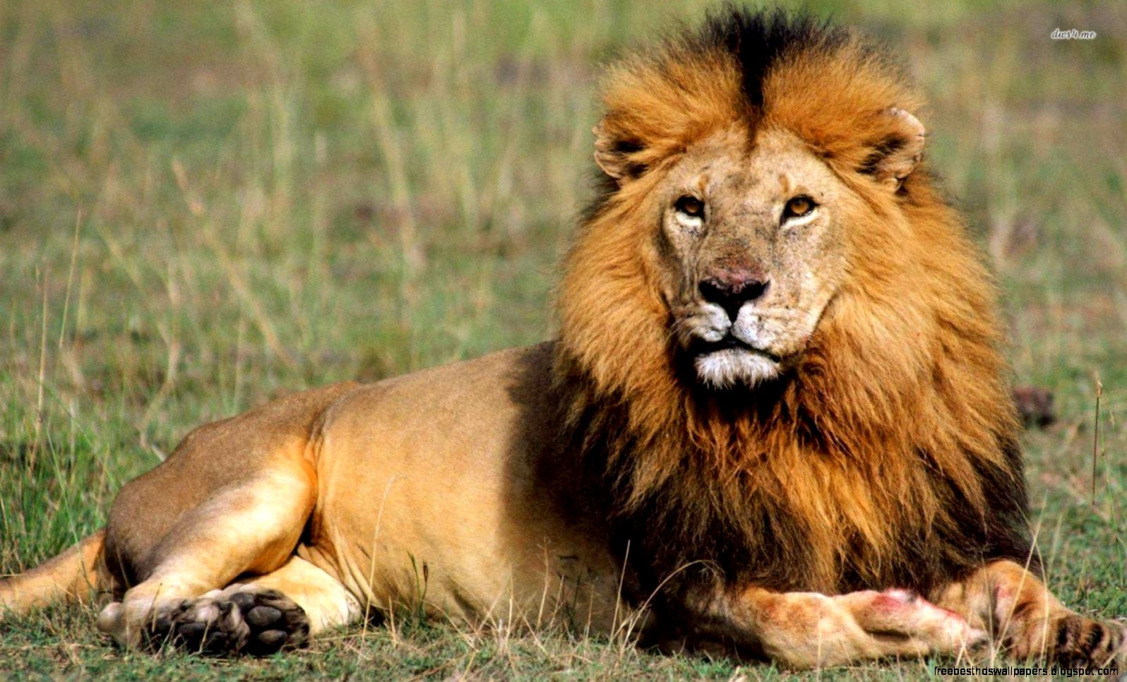 Animal Majestic Lion Backgrounds Animal Majestic Lion Backgrounds