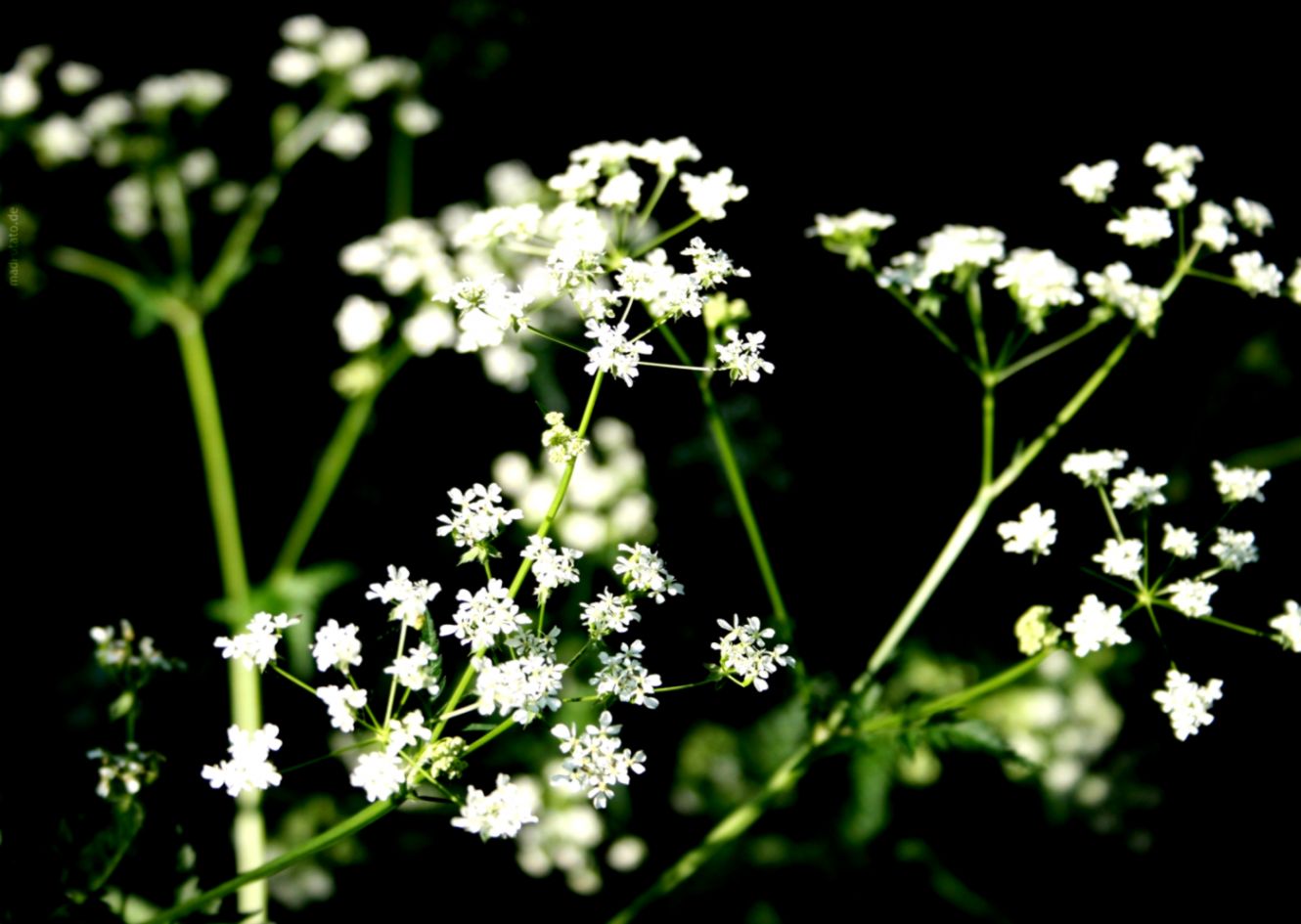 White Flowers Photos All Wallpapers New White Flowers Photos All Wallpapers New