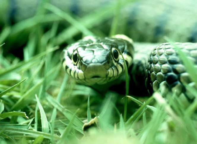 Snake in the grass. 