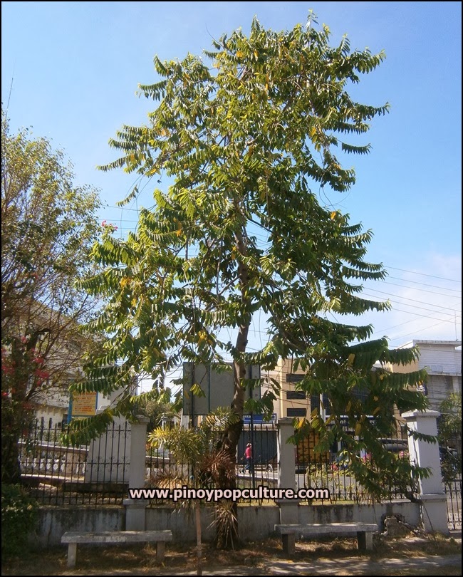 Pinoy Pop Culture Ylangylang Tree