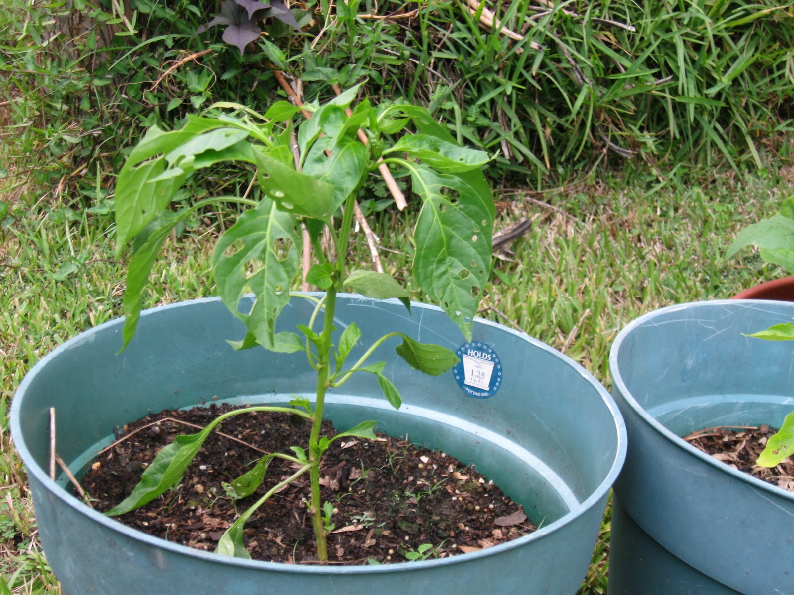 Planting tomatoes in florida information