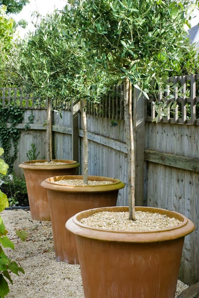 Um jardim para cuidar Adoro oliveiras em vaso