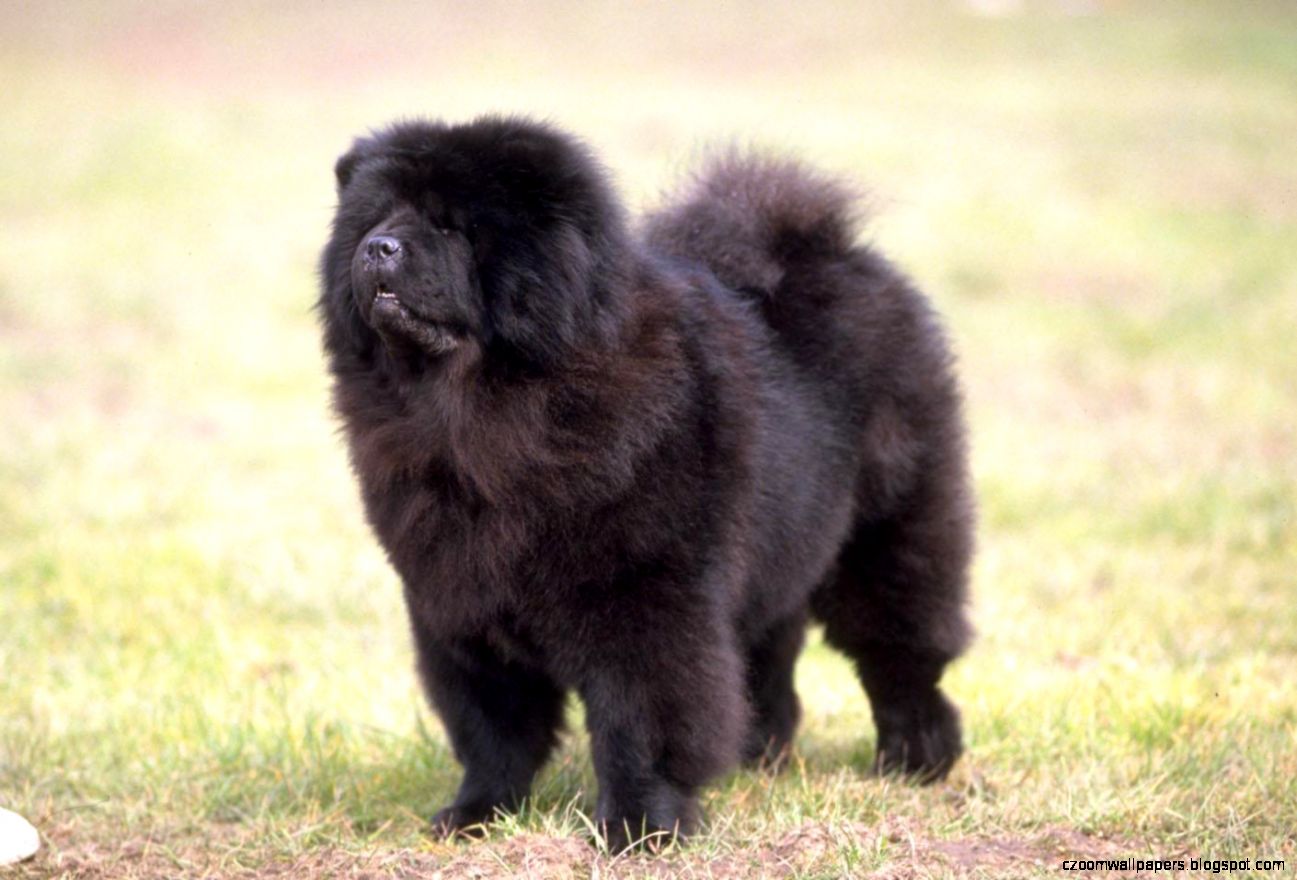 Chow Chow Dog Wallpapers New WallpapersNew Wallpapers Chow Chow Dog Wallpapers New WallpapersNew Wallpapers